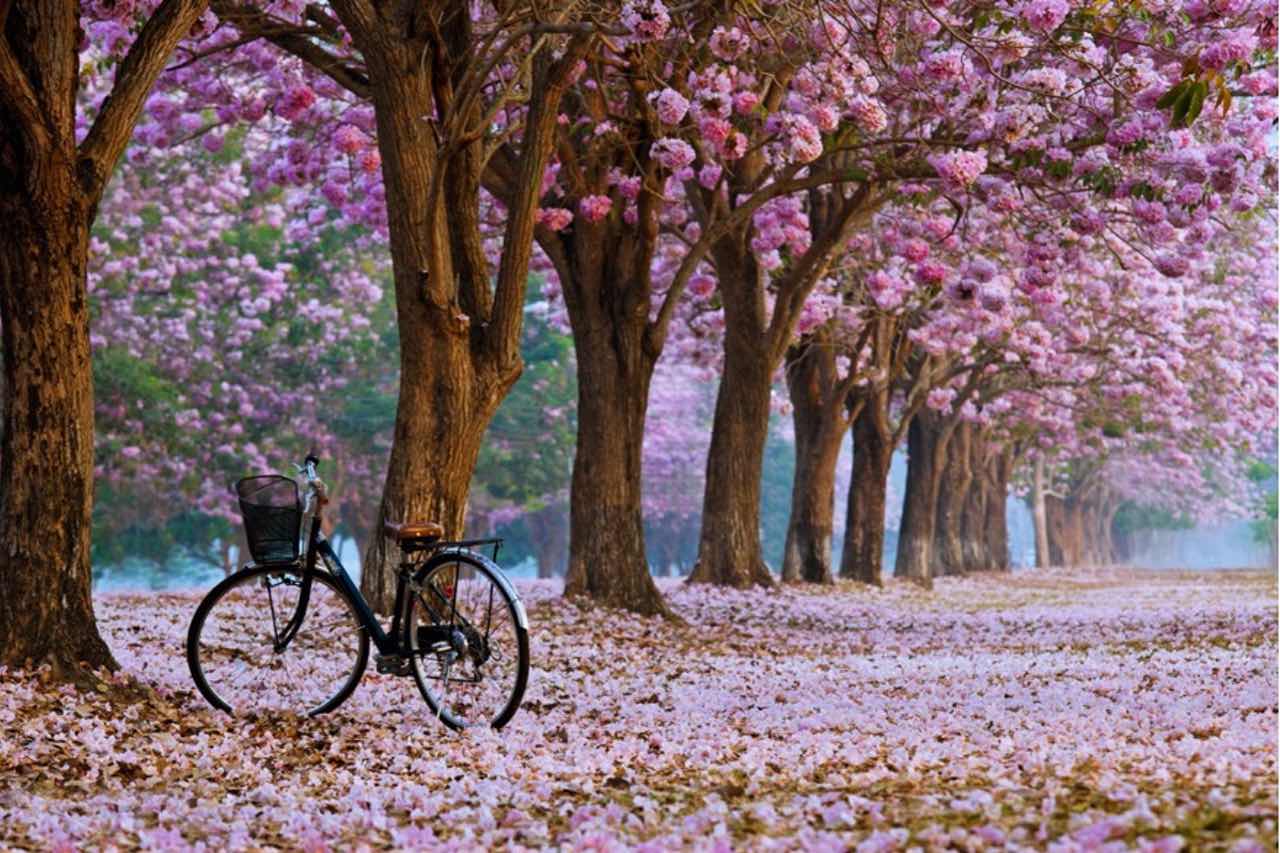 kirsikkapuut ja polkupyörä